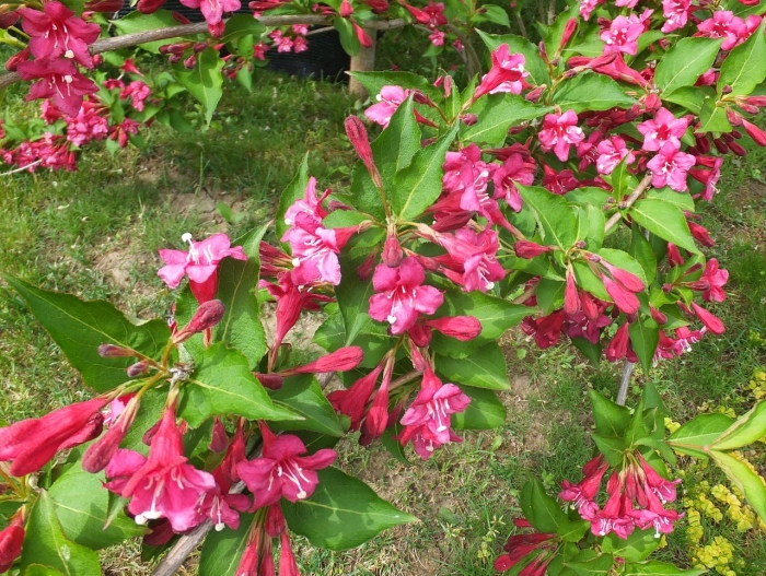 Вейгела кустарник