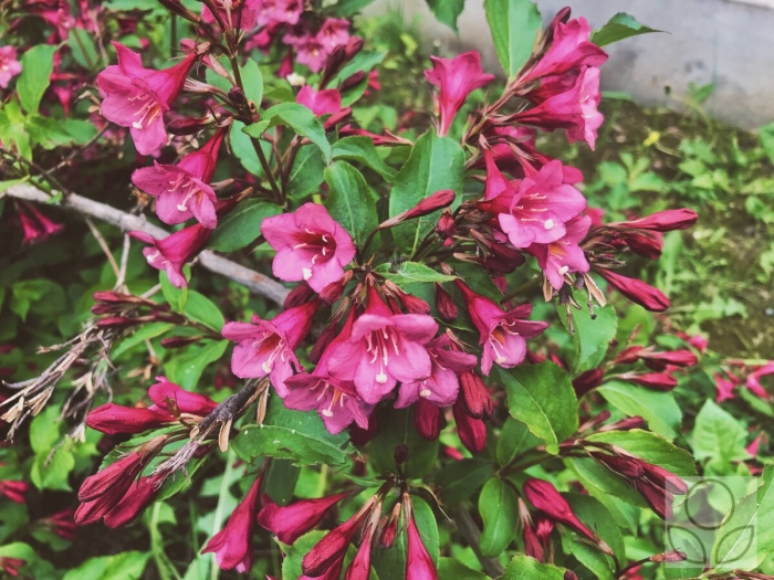 Вейгела бриан рубидор