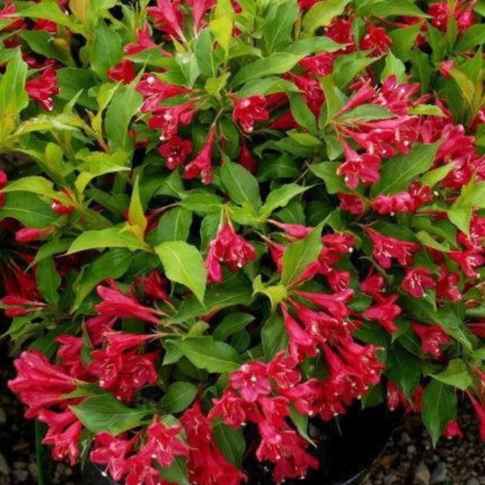 Вейгела цветущая ред принц