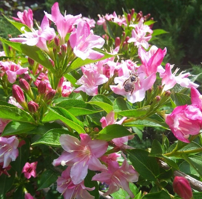 Вейгела минуэт