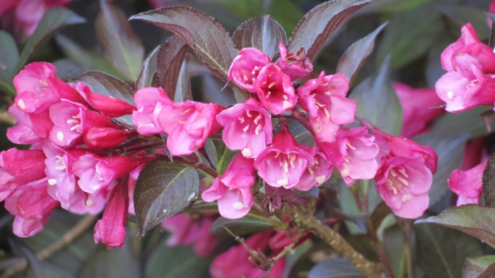 Вейгела tango