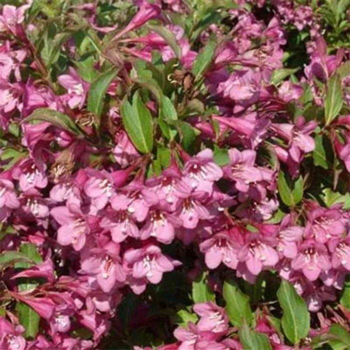 Вейгела румба