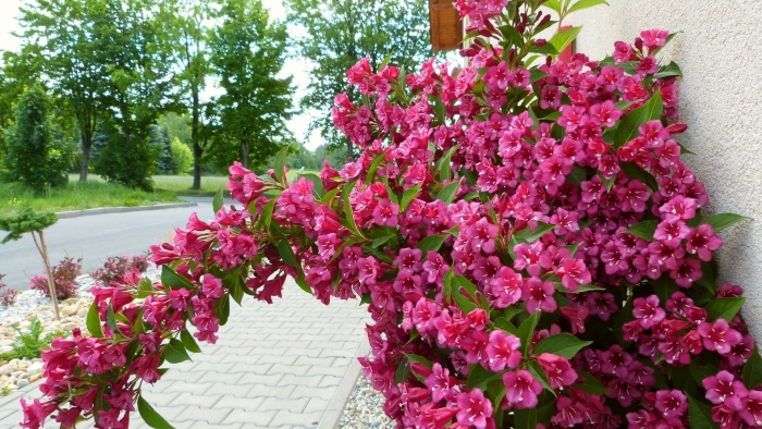 Кустарник вейгела