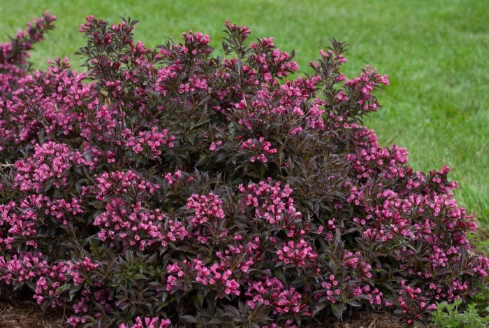 Вейгела цветущая александра