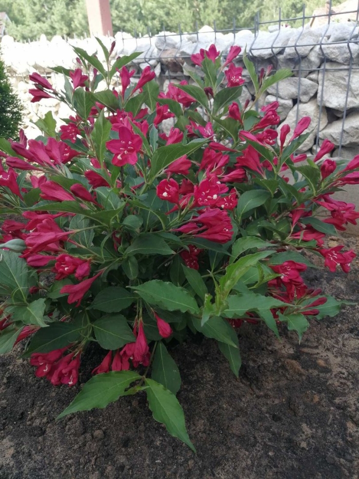 Вейгела цветущая румба