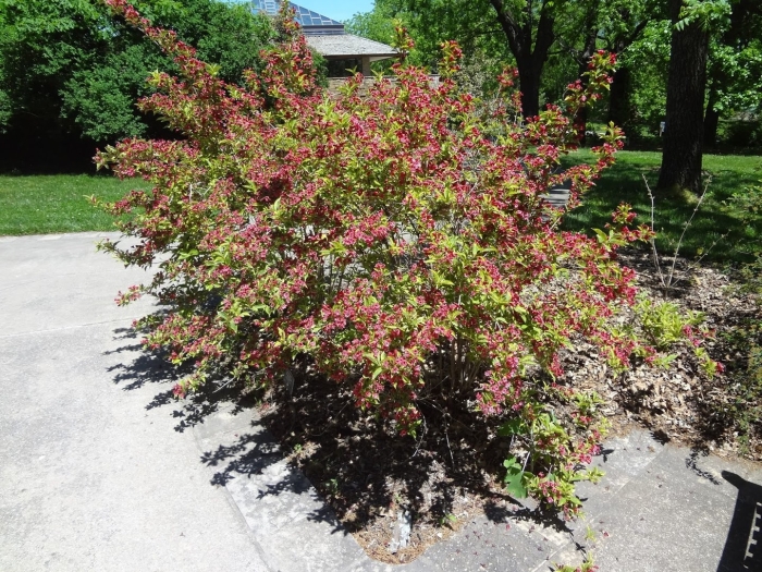 Вейгела румба кустарник