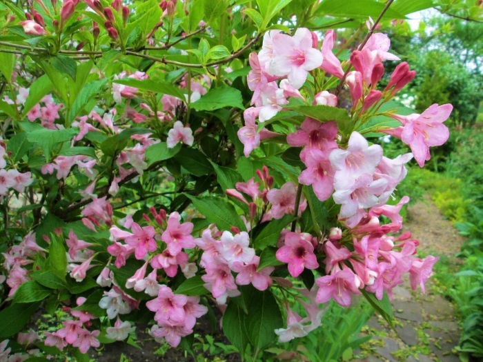 Вейгела цветущая rosea