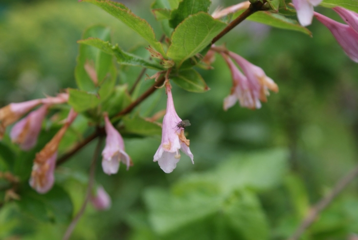 Вейгела ранняя (цветущая)