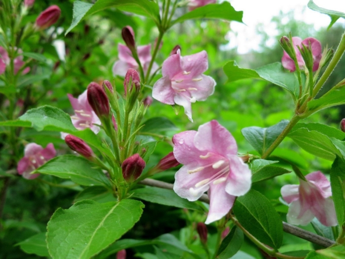 Вейгела цветущая rosea