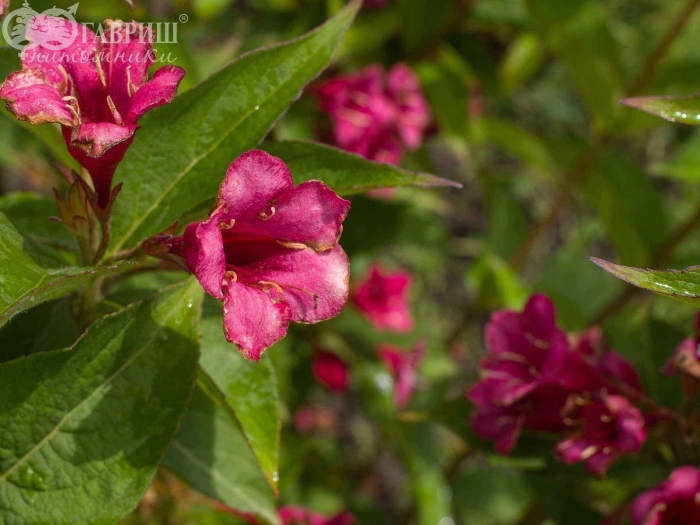 Вейгела сорта