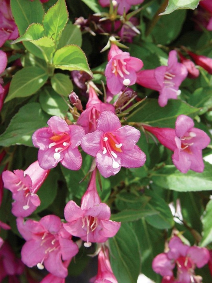 Вейгела густав малер