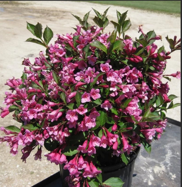 Вейгела минуэт