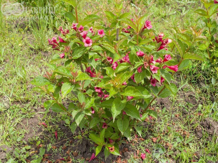 Вейгела цветущая бристоль руби