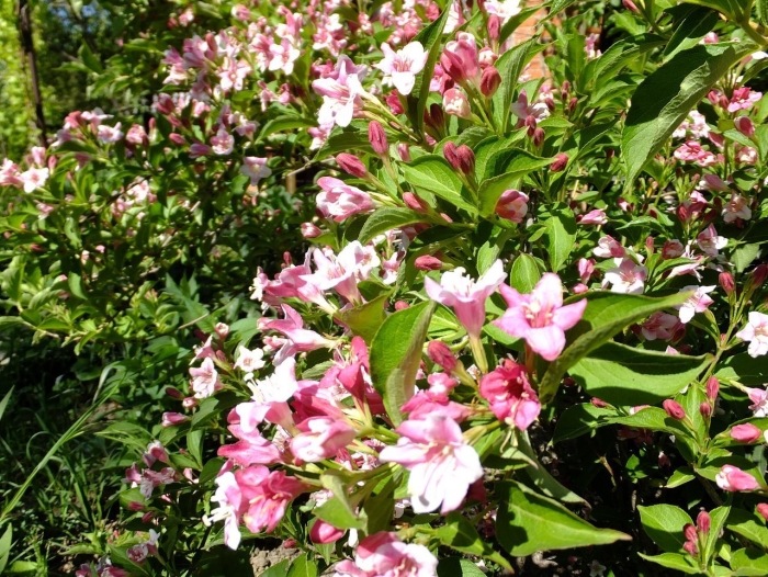 Вейгела гибридная розеа