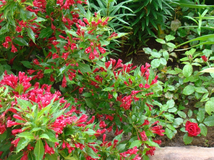 Вейгела красная