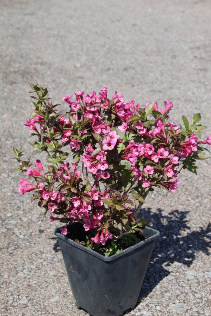 Вейгела румба