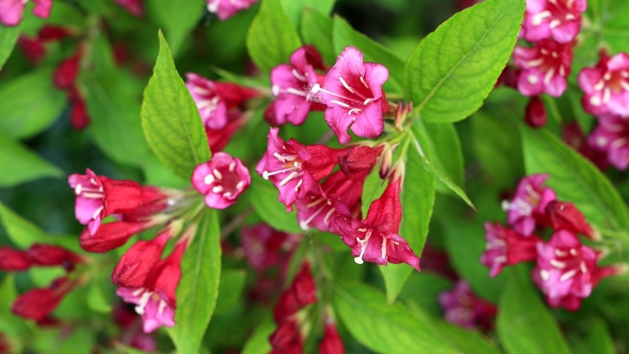 Вейгела мулен руж