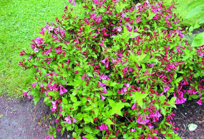 Вейгела цветущая миддендорфа