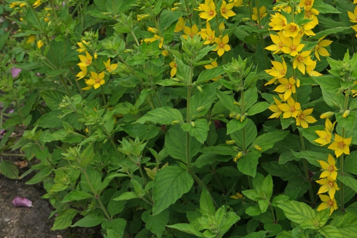 Вербейник punctata