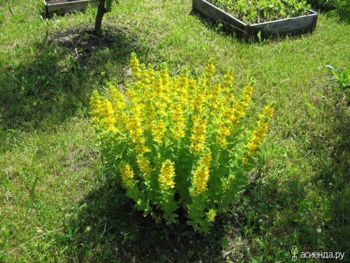 Вербейник обыкновенный