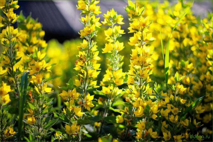 Вербейник точечный обыкновенный