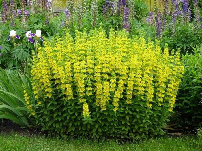 Вербейник lysimachia punctata