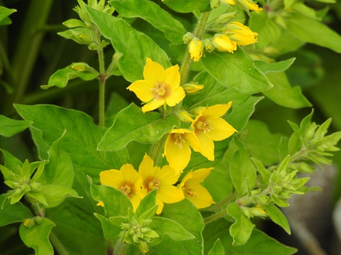 Вербейник обыкновенный