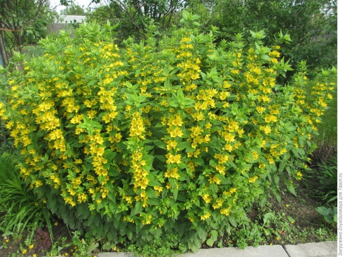 Вербейник точечный александр