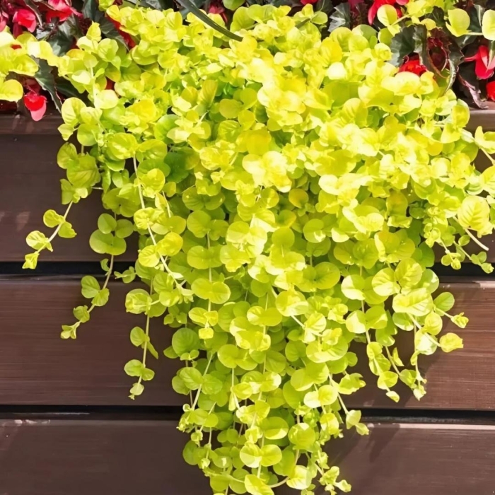 Вербейник монетчатый