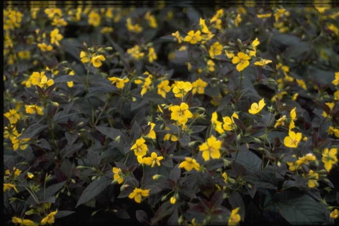 Вербейник реснитчатый файркрекер