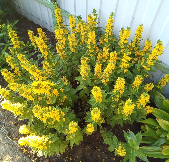 Вербейник лизимахия