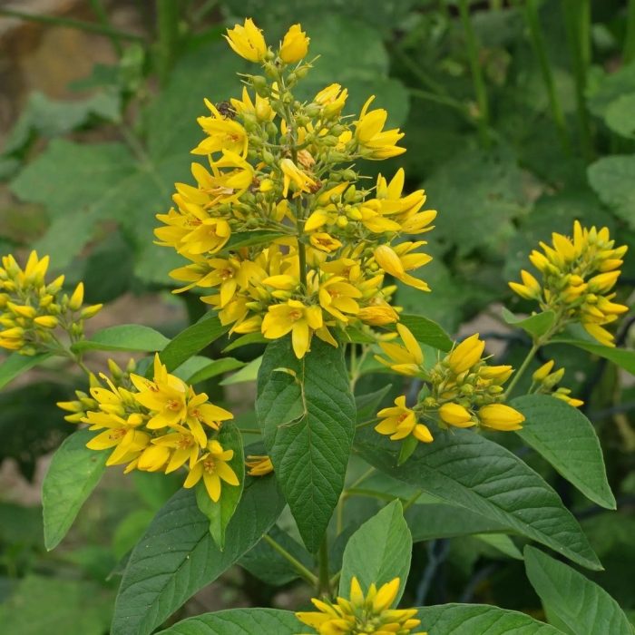 Вербейник обыкновенный растение