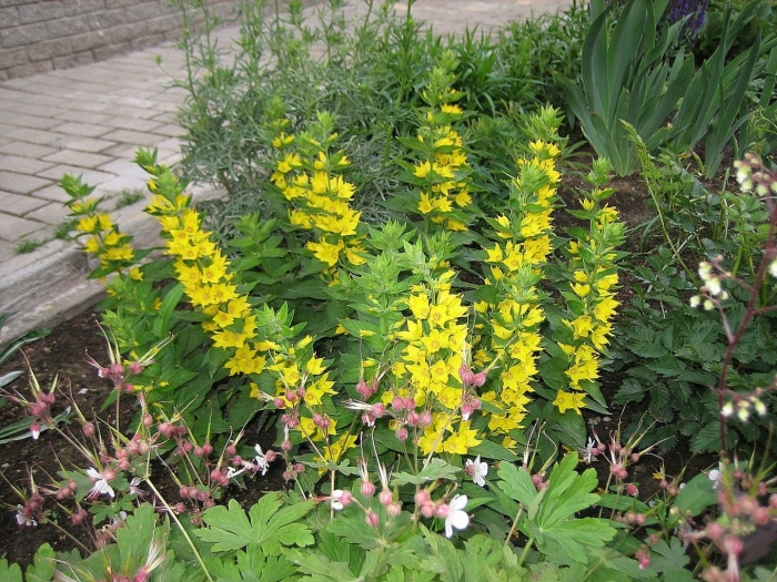 Монетчатый вербейник