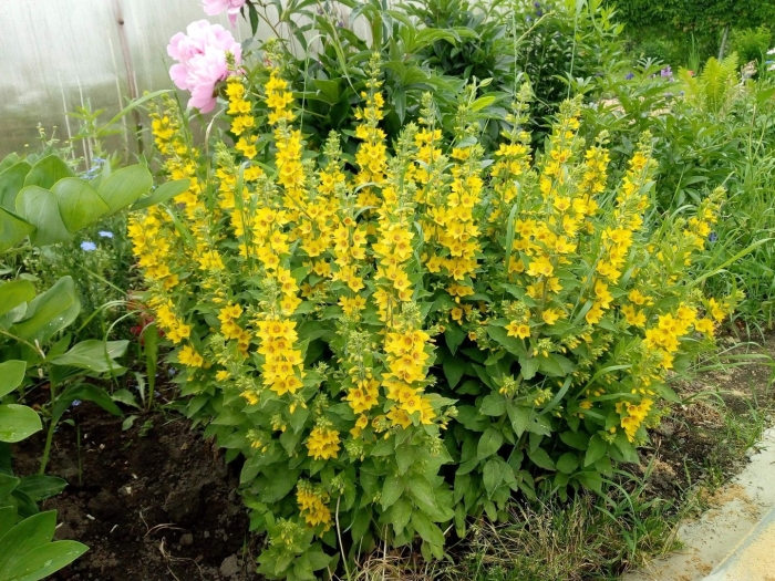 Вербейник точечный александр