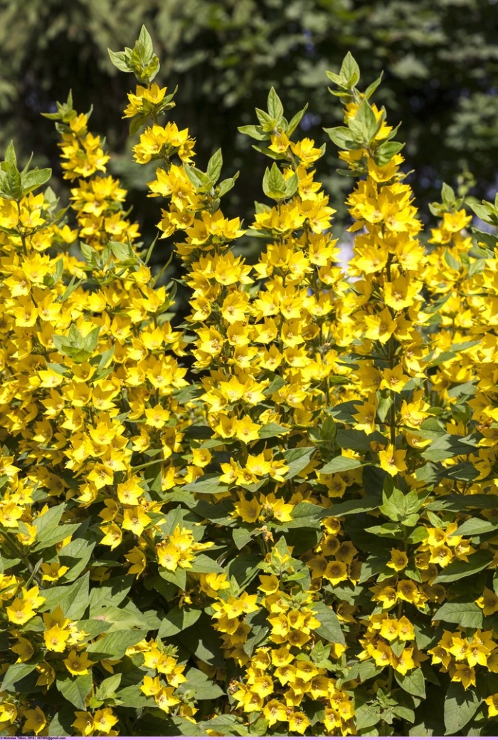 Вербейник точечный lysimachia punctata