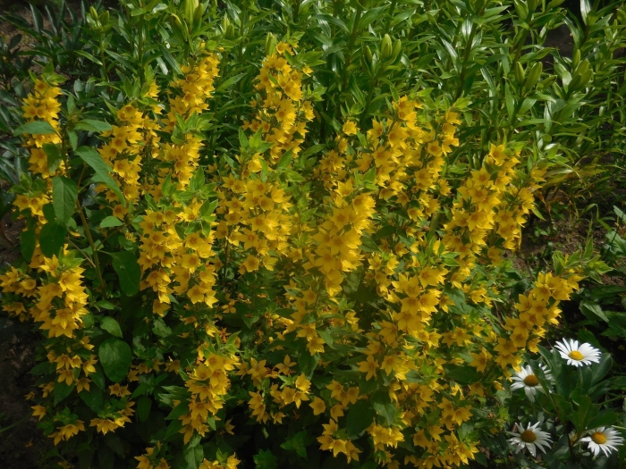 Вербейник златовласка