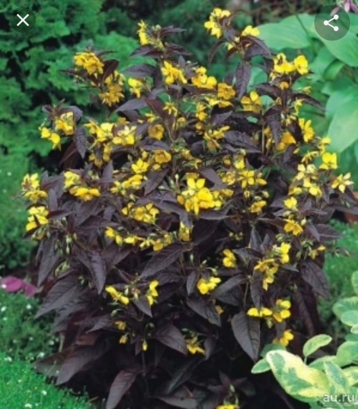 Вербейник реснитчатый файеркрекер