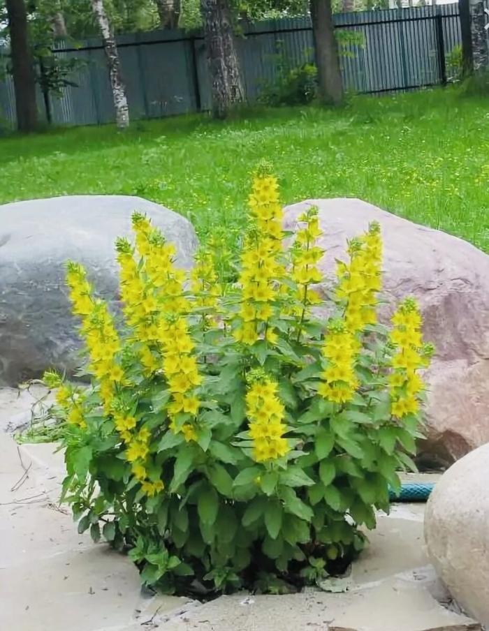 Вербейник обыкновенный