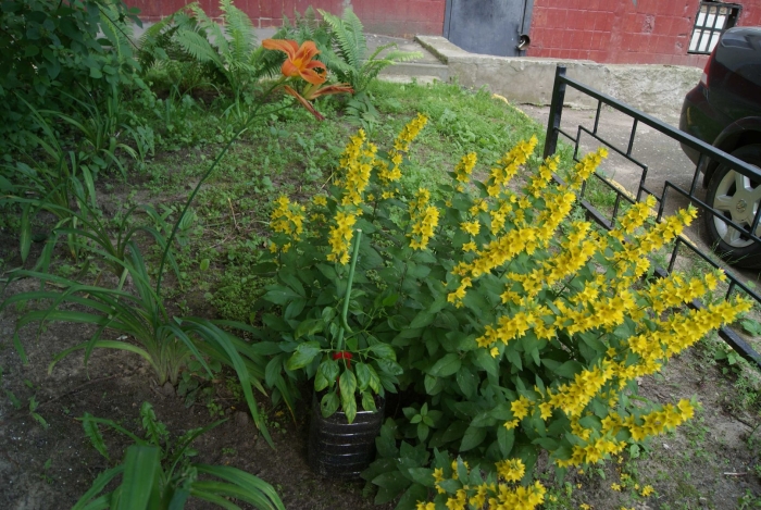 Вербейник монетчатый ампельный