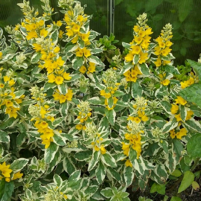 Вербейник точечный alexander