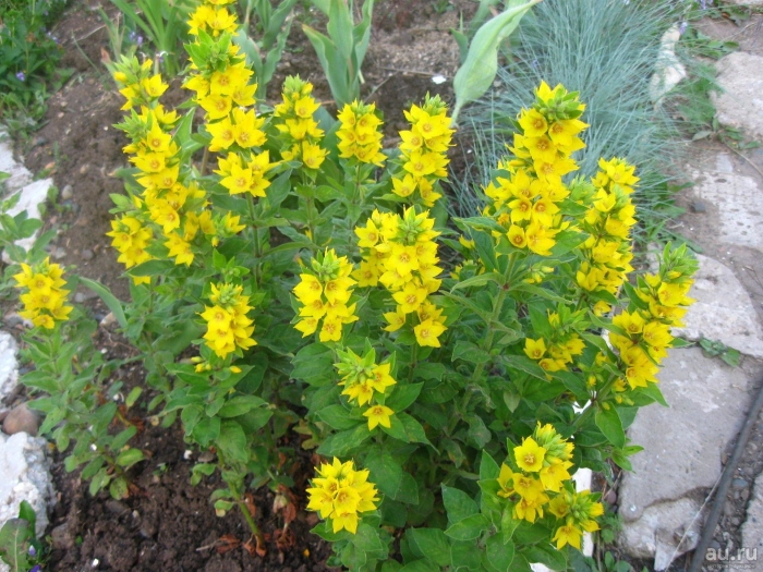 Вербейник точечный lysimachia punctata