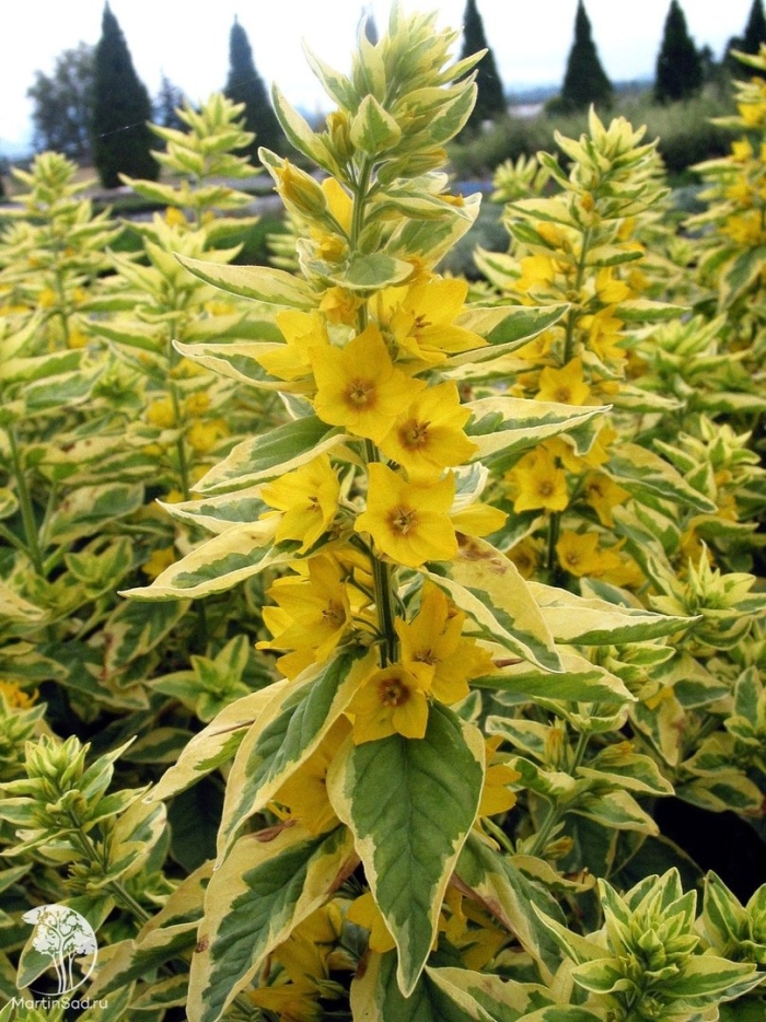 Вербейник точечный 'golden alexander'