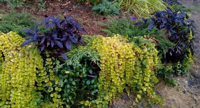 Лизимахия вербейник монетчатый