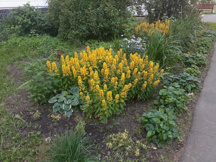 Вербейник клетровидный