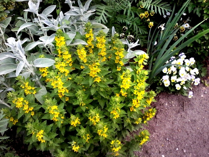 Вербейник lysimachia punctata