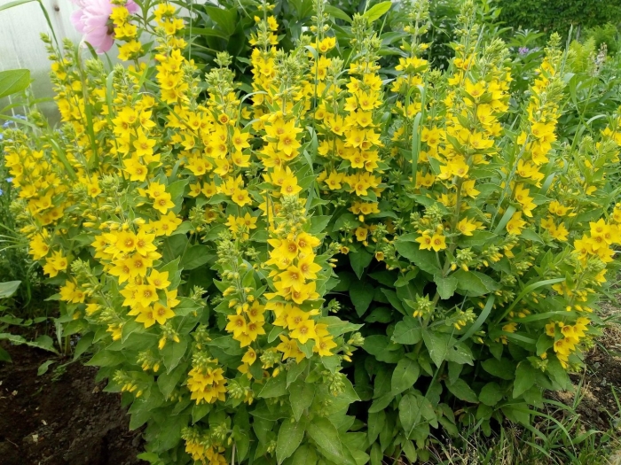 Вербейник точечный александр