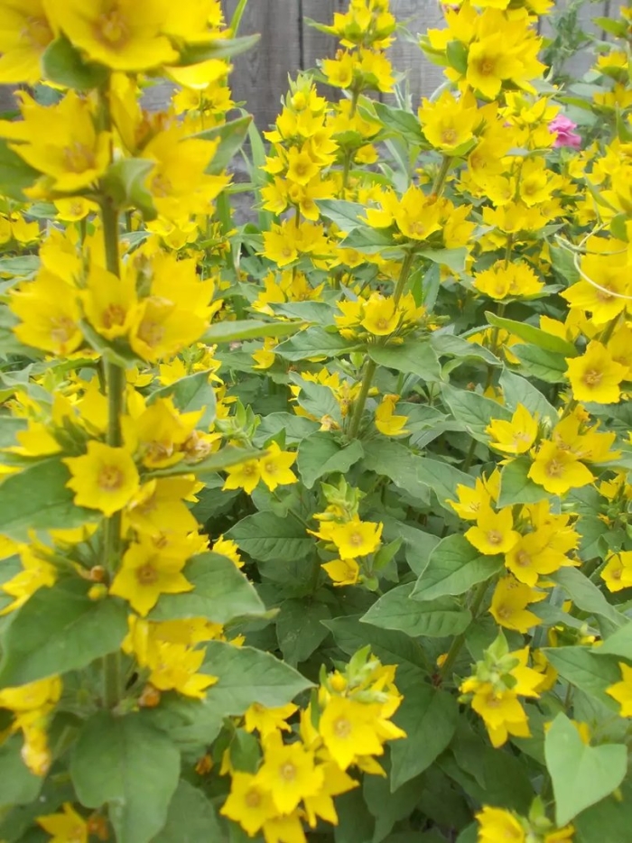 Вербейник виды