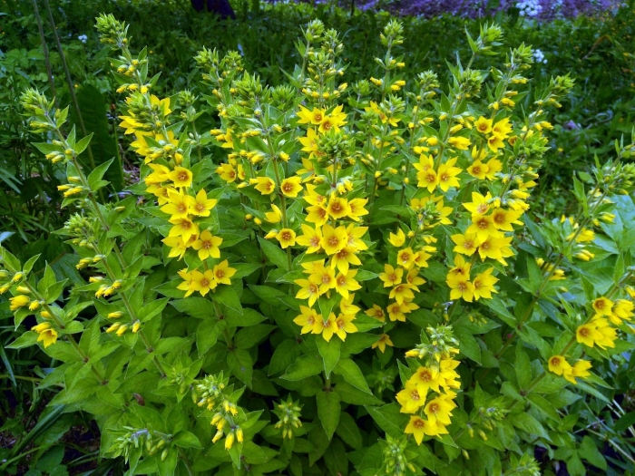 Вербейник точечный lysimachia punctata