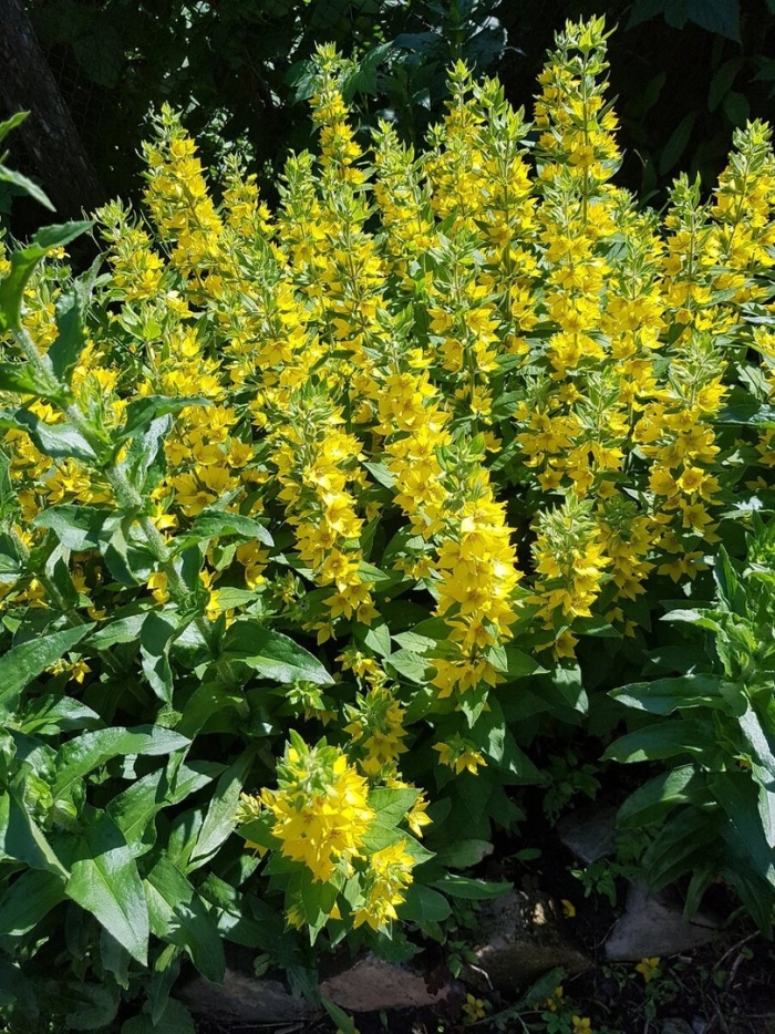 Вербейник goldilocks