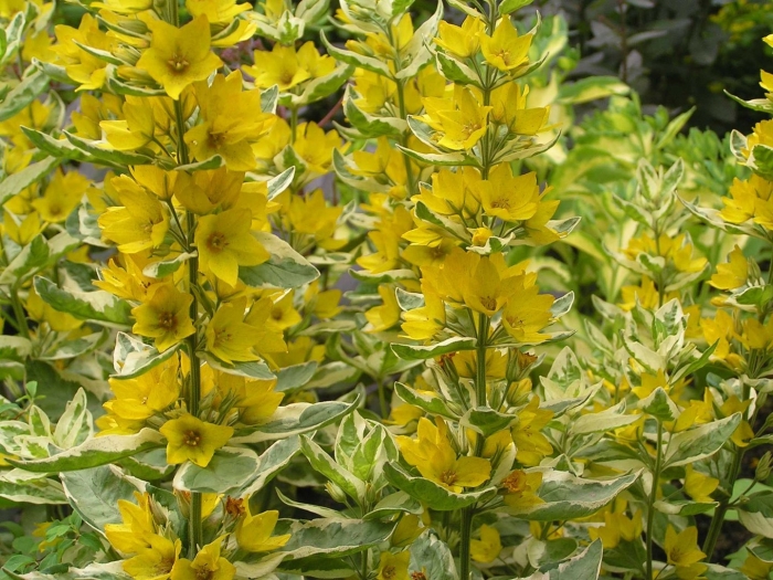Вербейник точечный lysimachia punctata